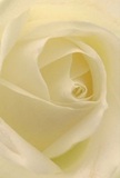 This close-up draws you into the quiet sanctuary at the center of a cream-white rose, its spiraling petals arranged with exquisite care, as if inviting you to linger within their soft embrace. The gentle play of ivory folds and subtle shadows evoke the peaceful mornings of Sydenham, where calm light filters through the trees on Silverdale. The rose's petals seem almost weightless-whisper-light as morning dew-with a serene lustre that lends gentle drama to the composition. More than just a bloom, it is a tribute to reverence and new beginnings, ideal for conveying sympathy, admiration, or marking milestones amongst Sydenham's close-knit community. The fragrance, subtle and pure, hovers in the imagination, underscoring the artistry and tenderness behind each arrangement. Through this intimate perspective, one senses the devotion of a local florist shaping every petal-a testament to the enduring emotions and quiet grace that characterise Sydenham's finest floral moments.